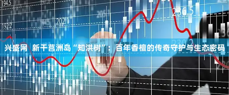 兴盛网  新干莒洲岛“知洪树”：百年香檀的传奇守护与生态密码